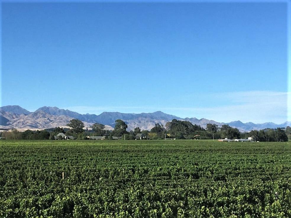 Vineyard Cottage In Blenheim On The Golden Mile ภายนอก รูปภาพ